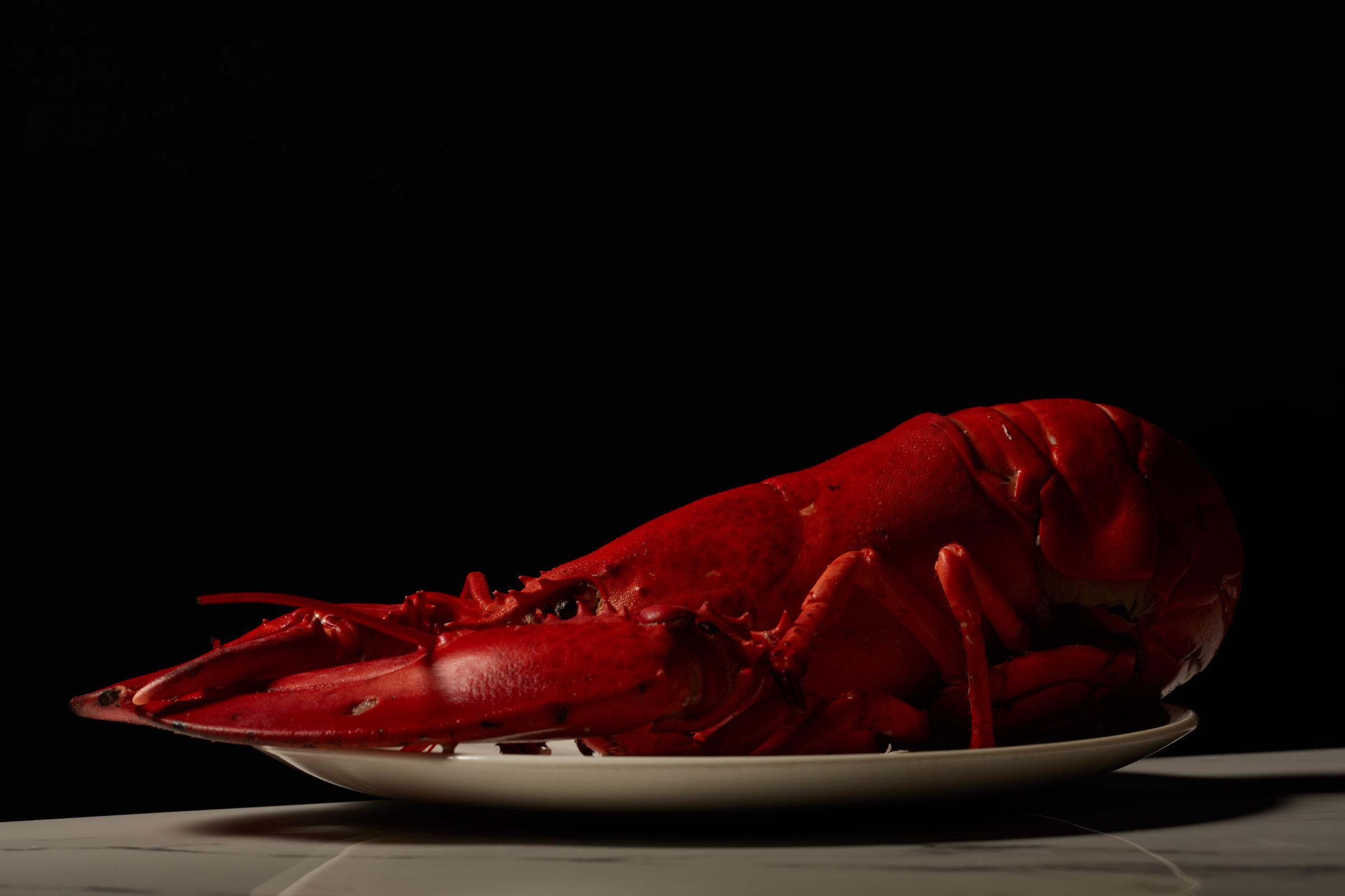 A perfectly cooked red lobster sits elegantly on a white plate against a dramatic black background. The deep, rich tones and subtle highlights emphasize the texture and vibrant color of the lobster, creating a luxurious and refined culinary composition.